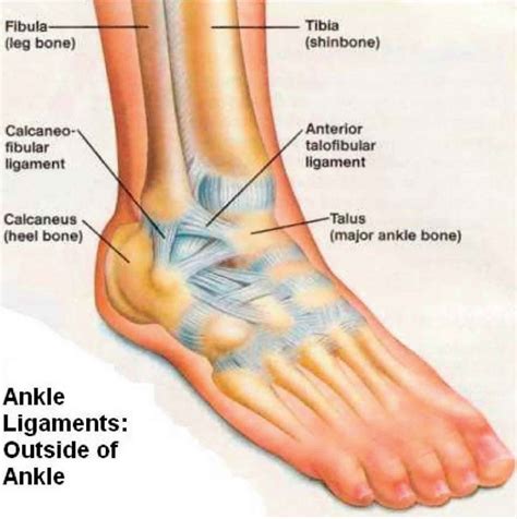 anterior talofibular ligament tear test|anterior talofibular ligament anatomy.